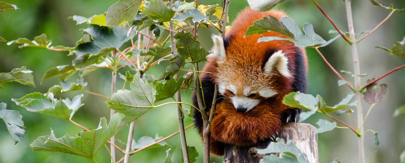 Red Panda resting on tree